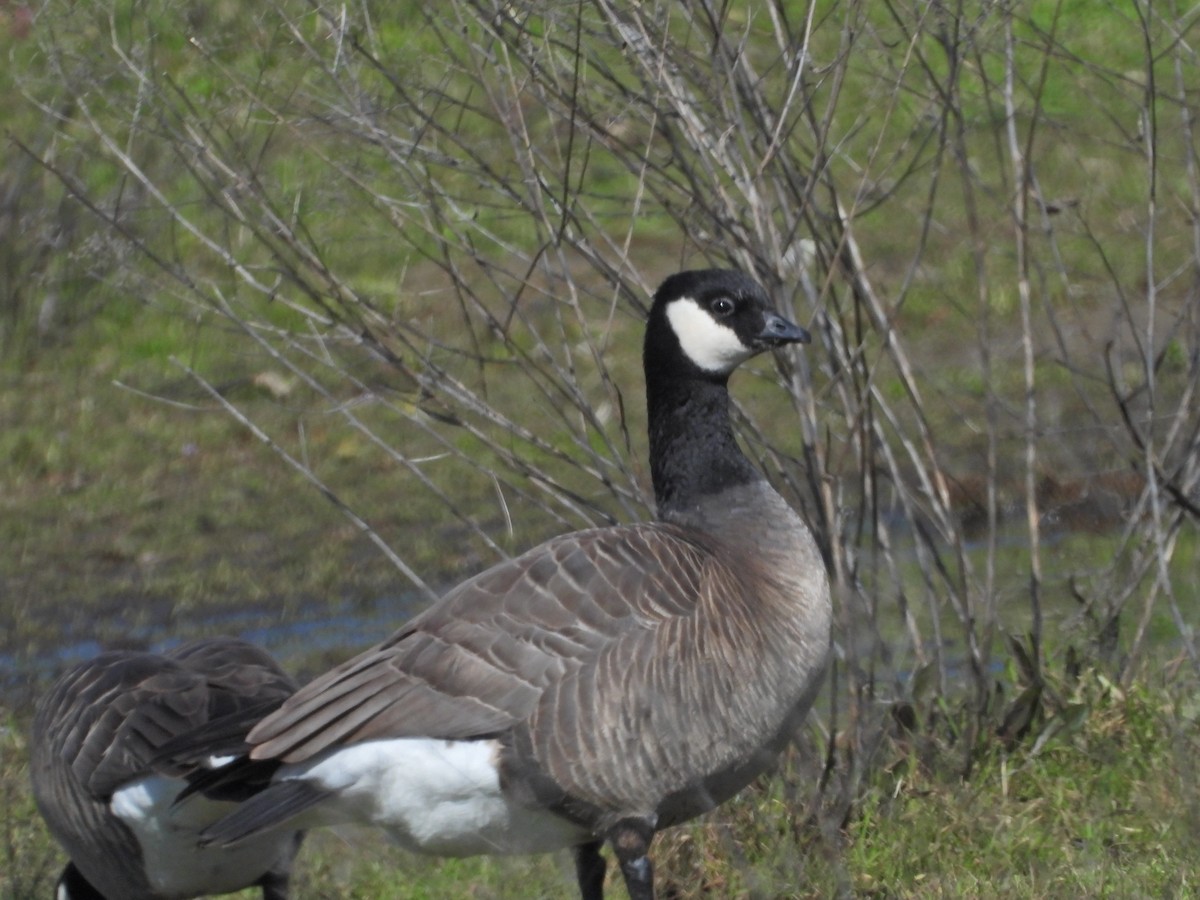 Cackling Goose (minima) - ML536776631