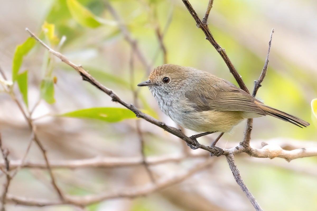 Brown Thornbill - Kye Turnbull