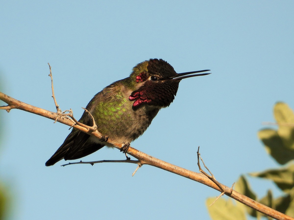 rødmaskekolibri - ML536778821