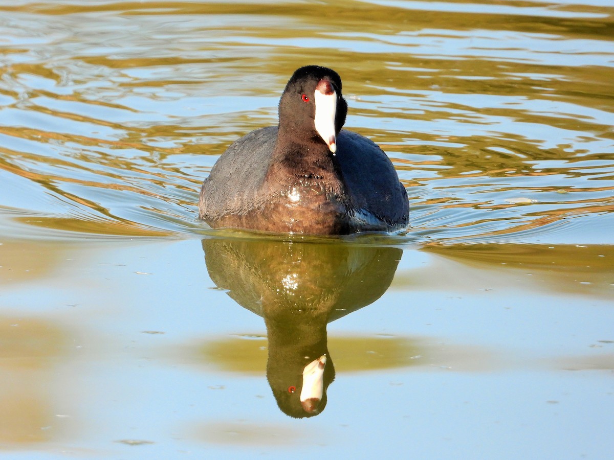 American Coot - ML536779371