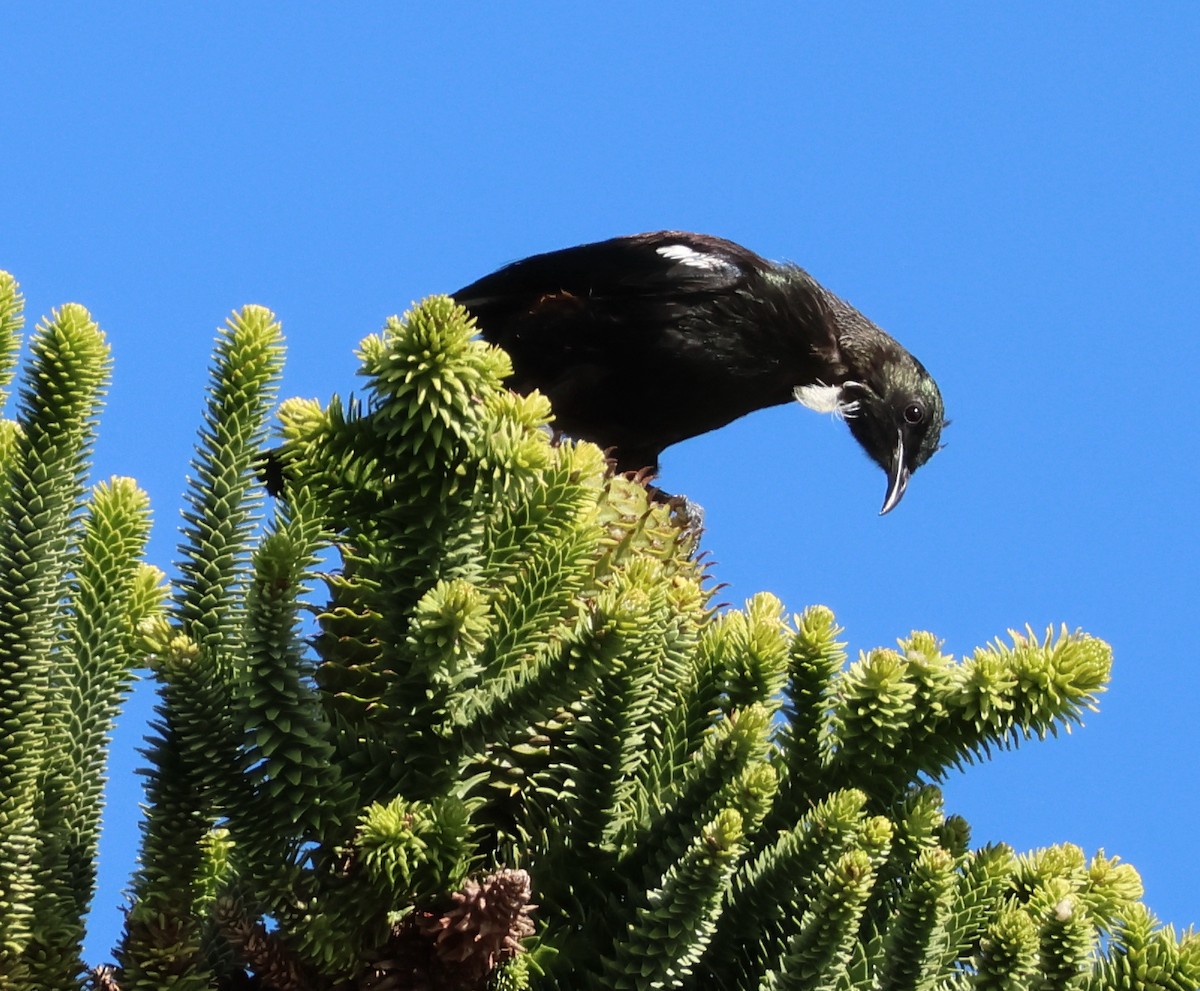 Mielero Tui - ML536780081