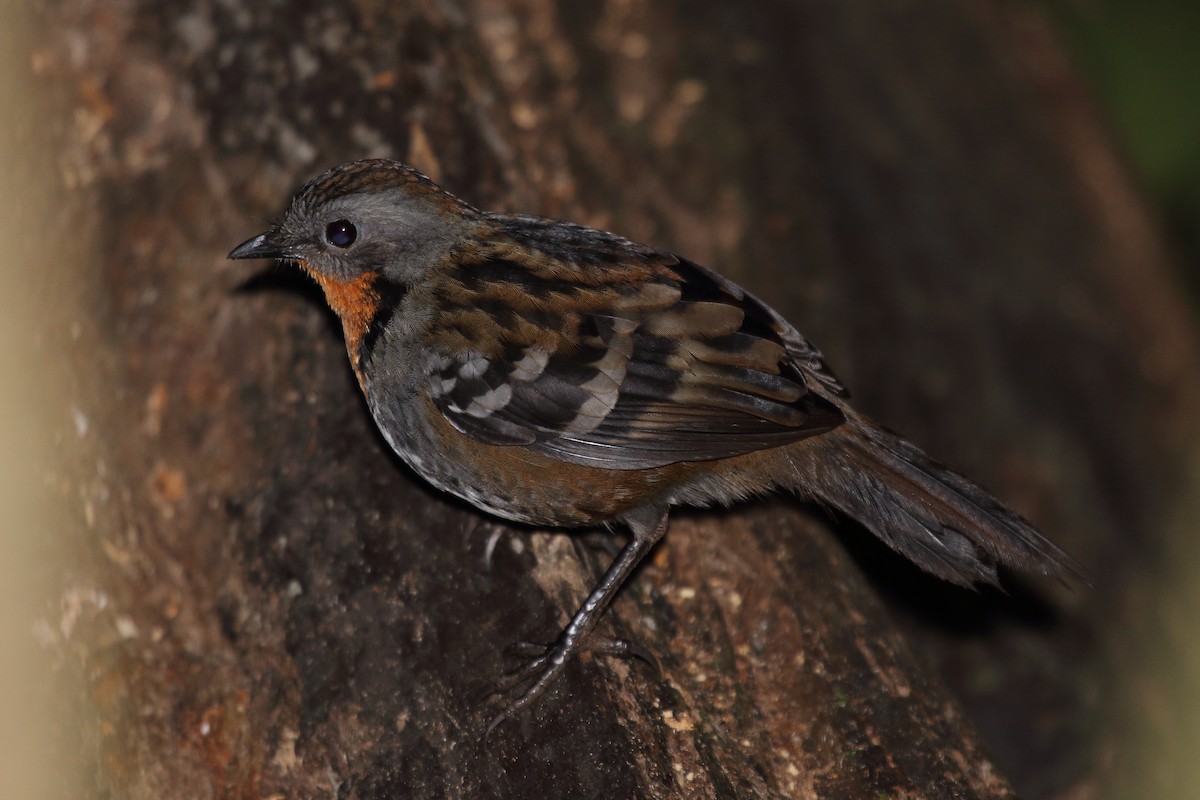 Australian Logrunner - ML536780111