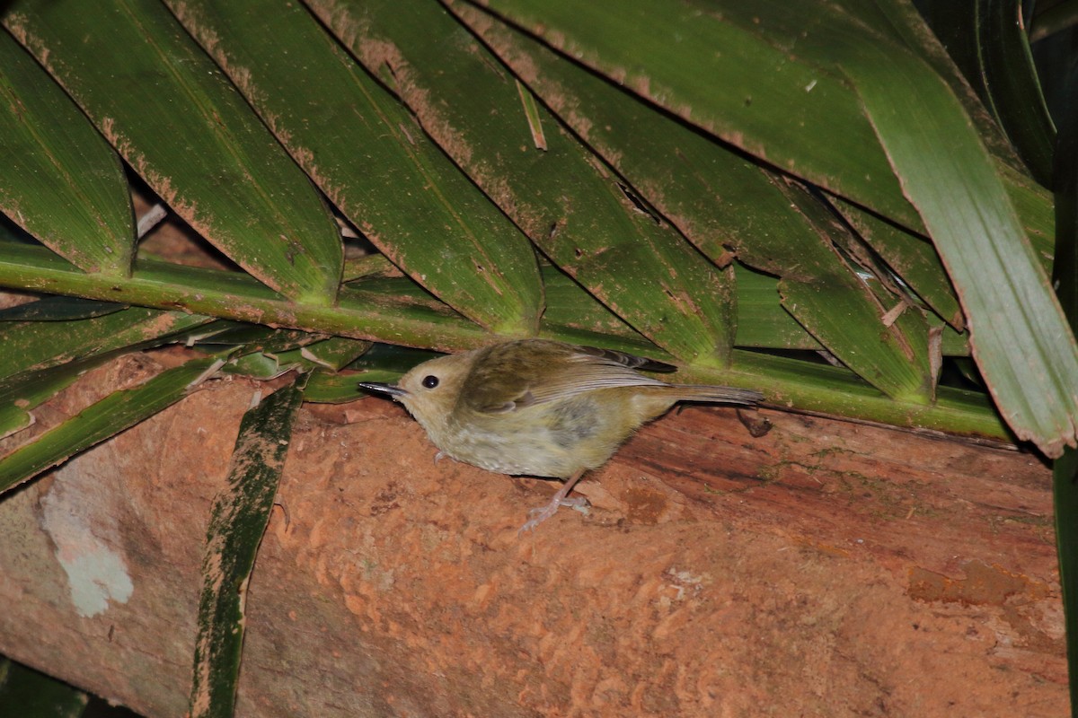 Large-billed Scrubwren - ML536780141