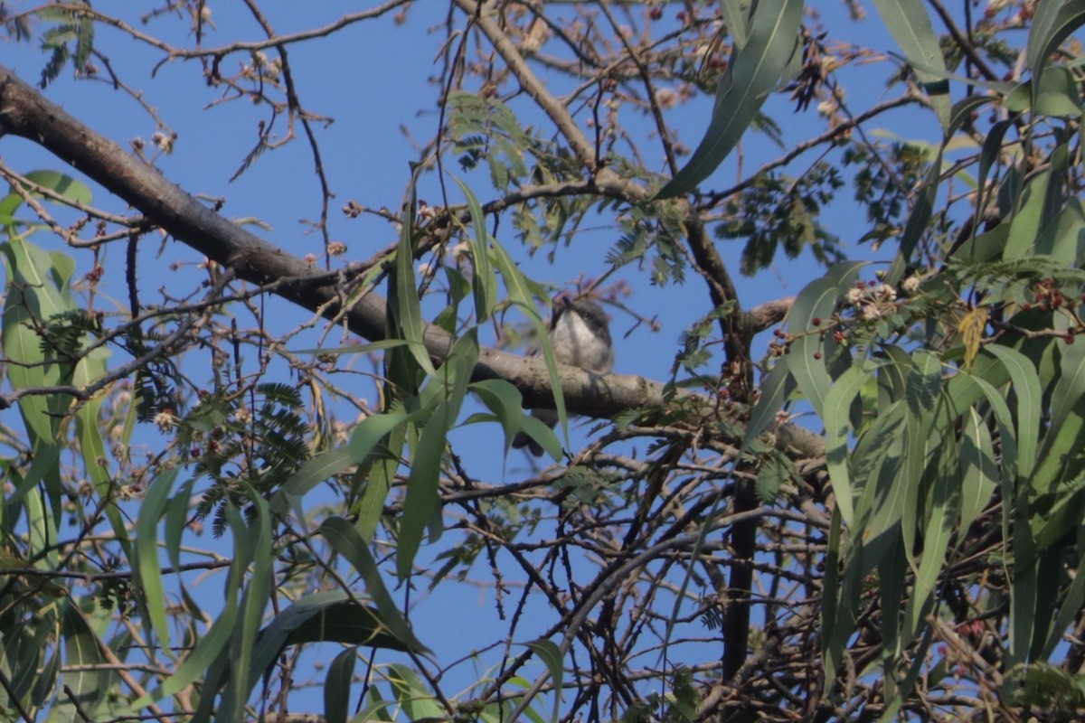 סבכי טוחנים - ML536781141