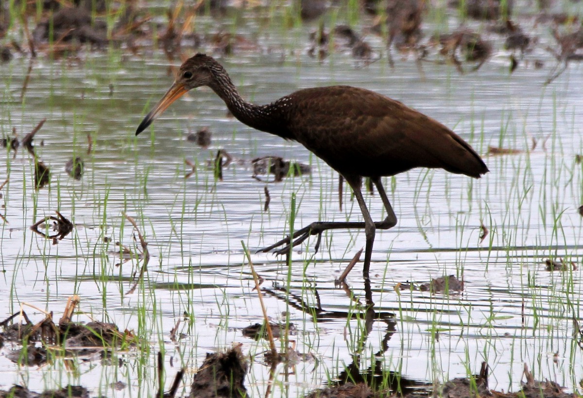 Limpkin - ML536782841