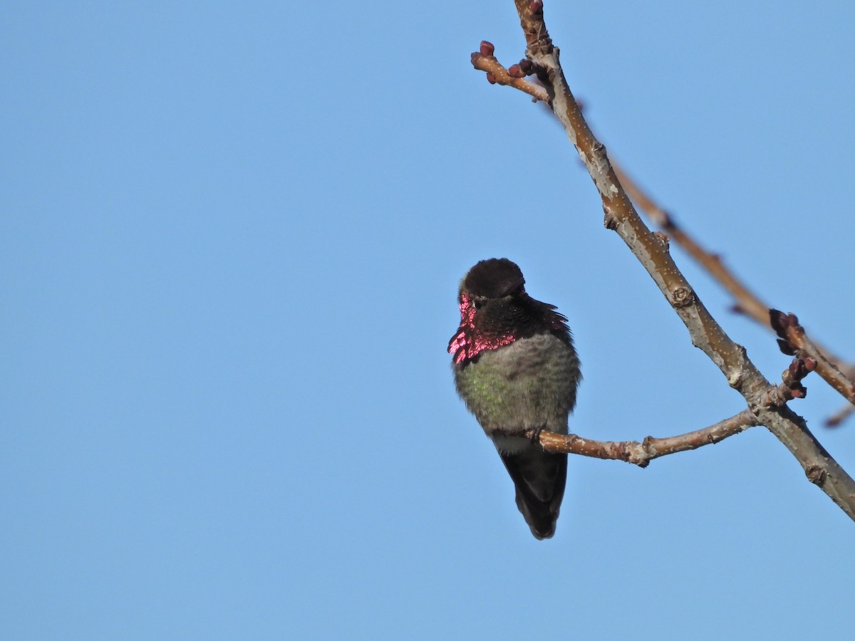 Anna's Hummingbird - ML536783681