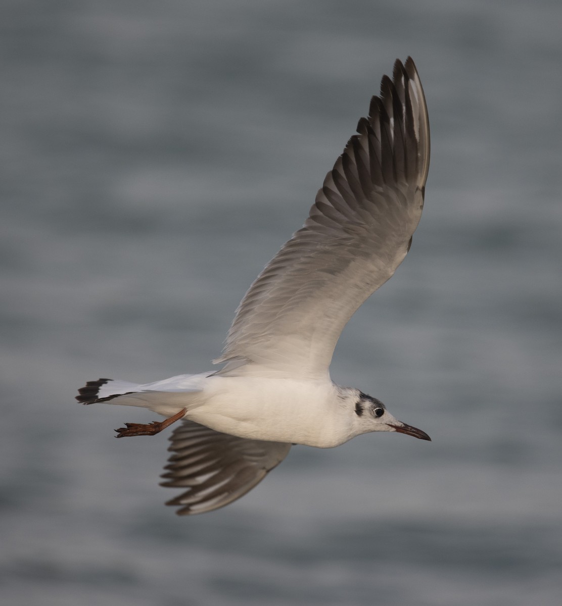 Mouette rieuse - ML536784731