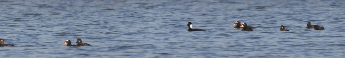 Surf Scoter - ML536785551