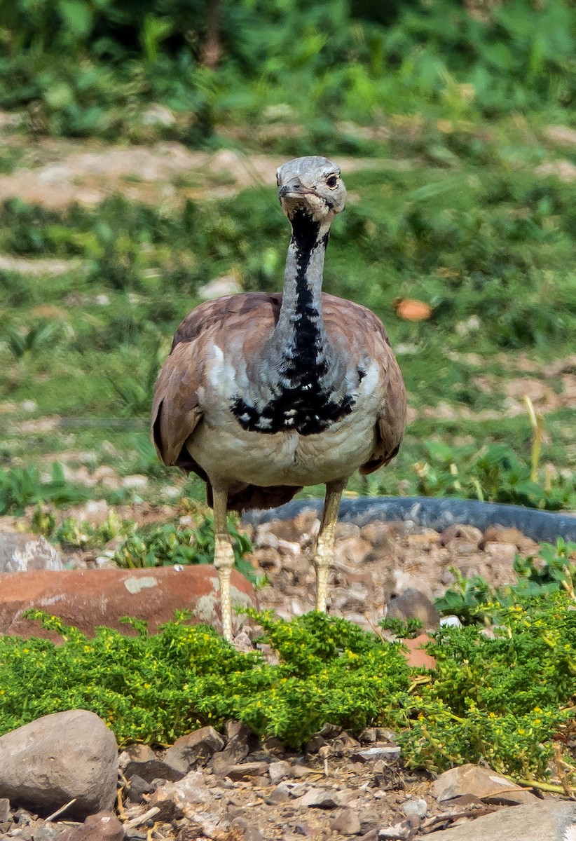 Rüppell's Bustard - ML536785931