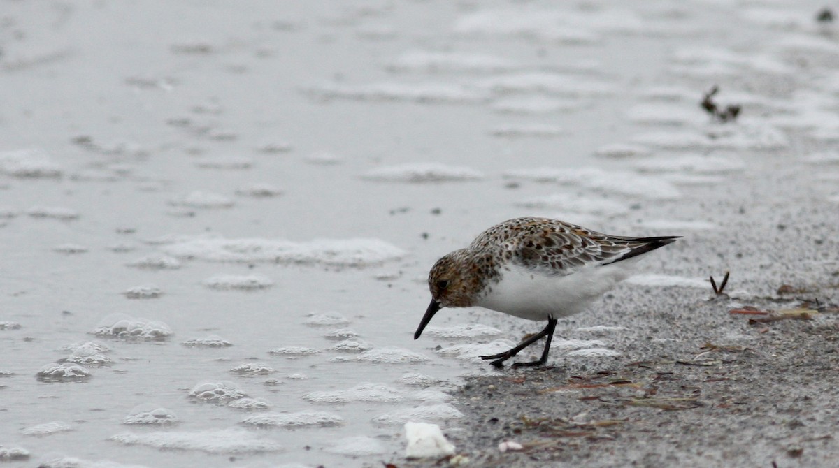 Bécasseau sanderling - ML53678631