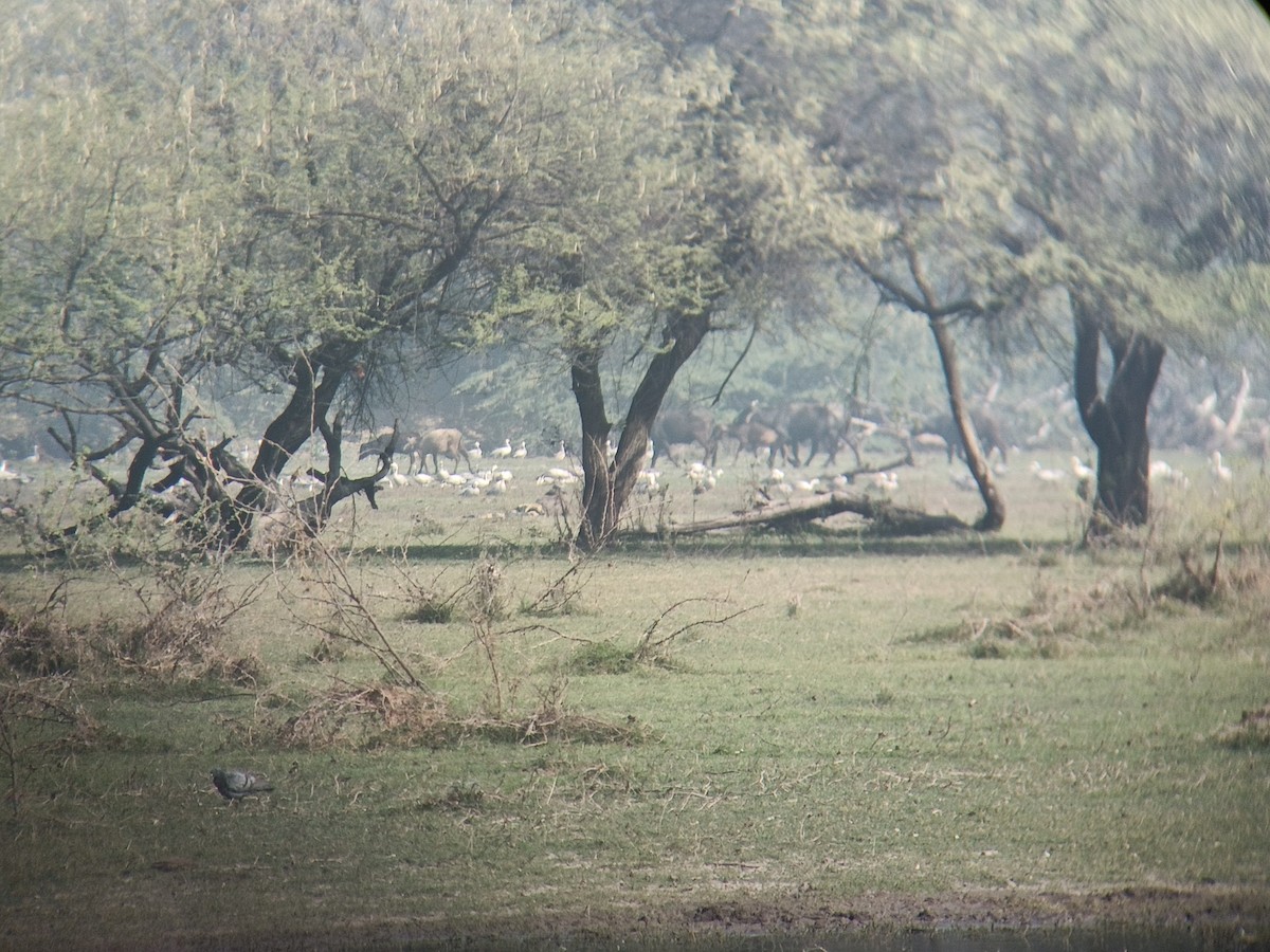 Red-breasted Goose - ML536788131