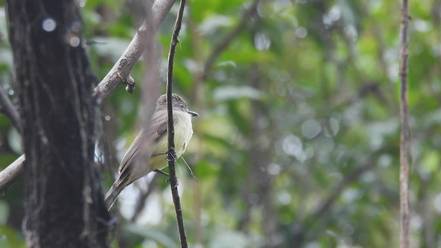 Short-crested Flycatcher - ML536789251