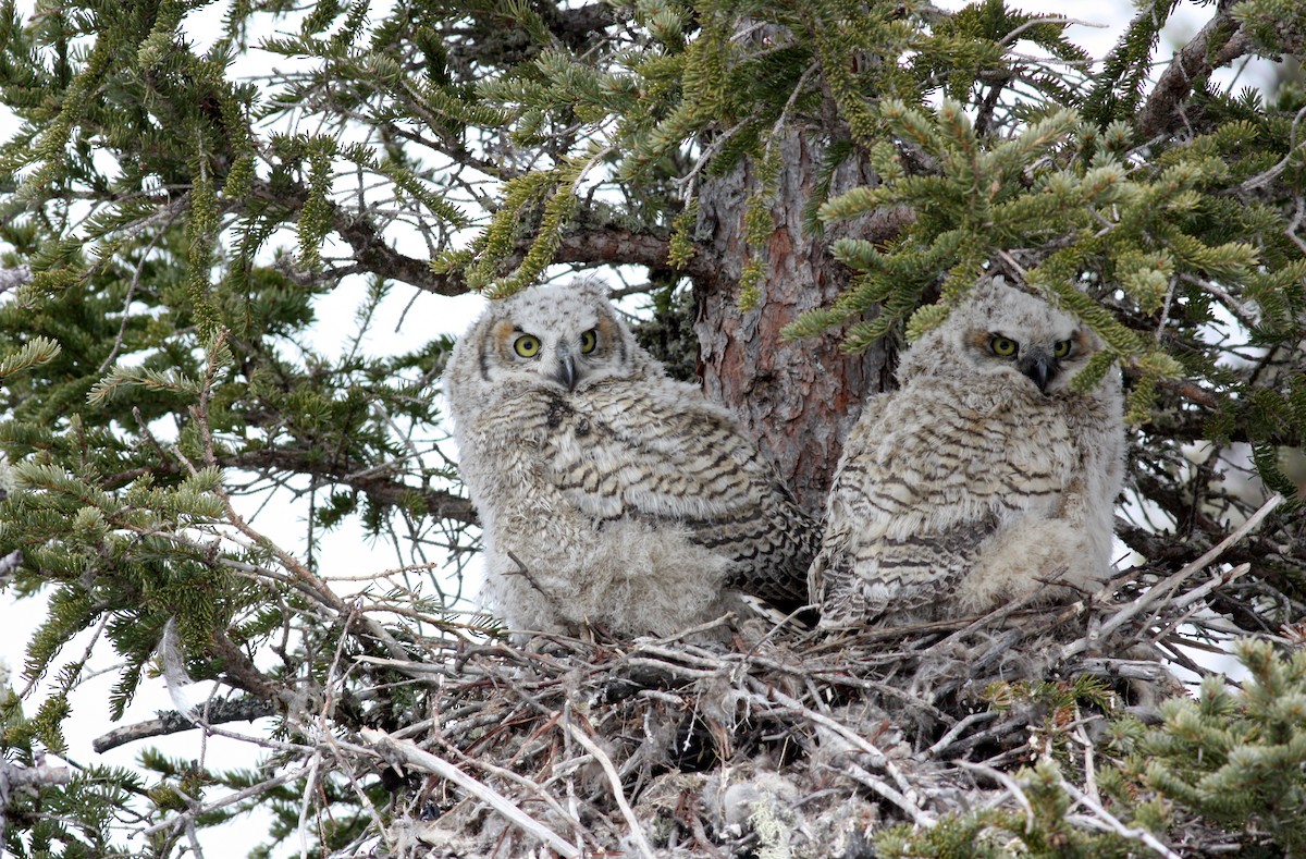 Great Horned Owl - ML53678941