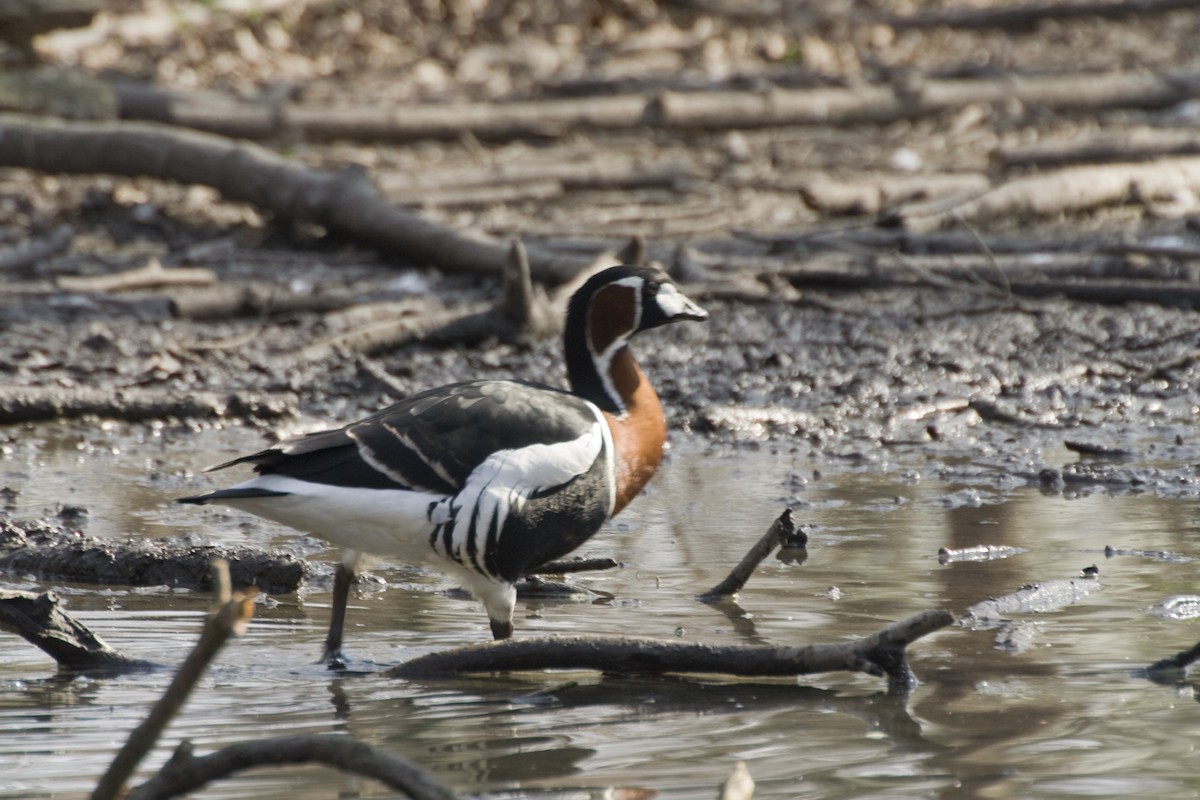 Red-breasted Goose - ML536790291