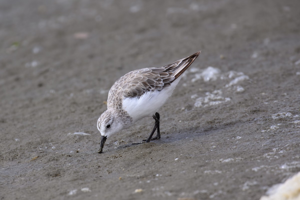 Sanderling - ML536790491