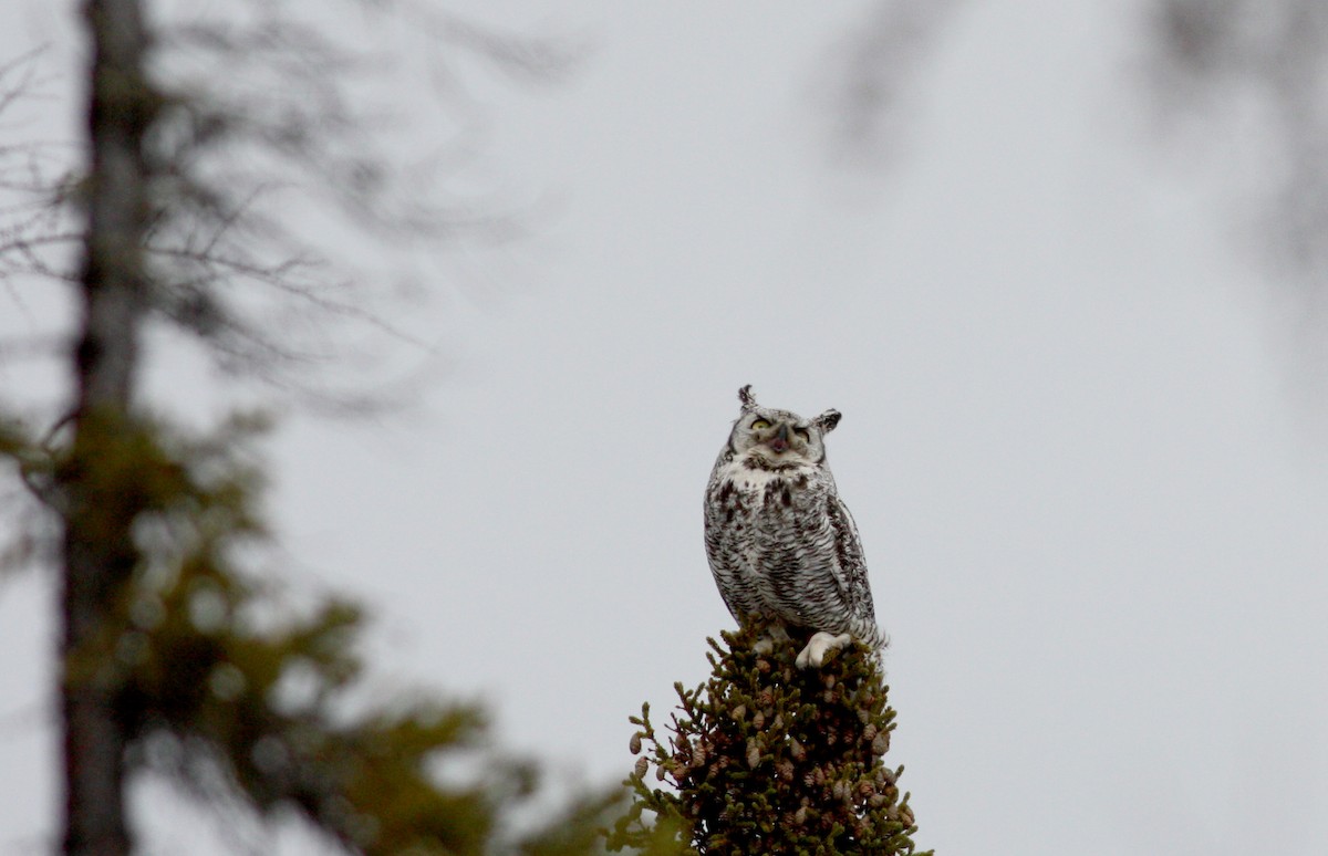 Great Horned Owl - Jay McGowan