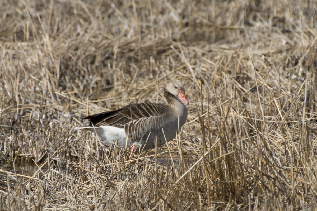 Graylag Goose - ML536790701