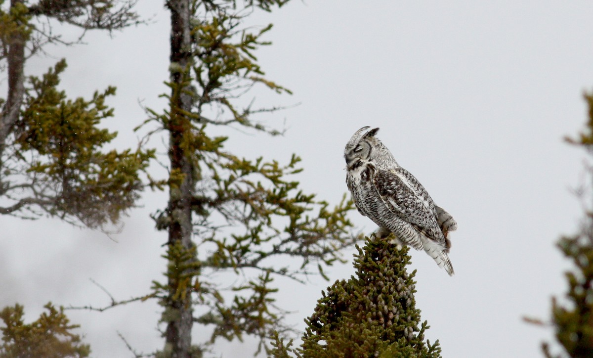 Great Horned Owl - ML53679091