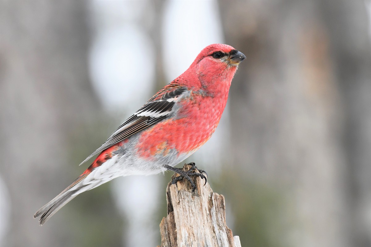 Pine Grosbeak - ML536791391