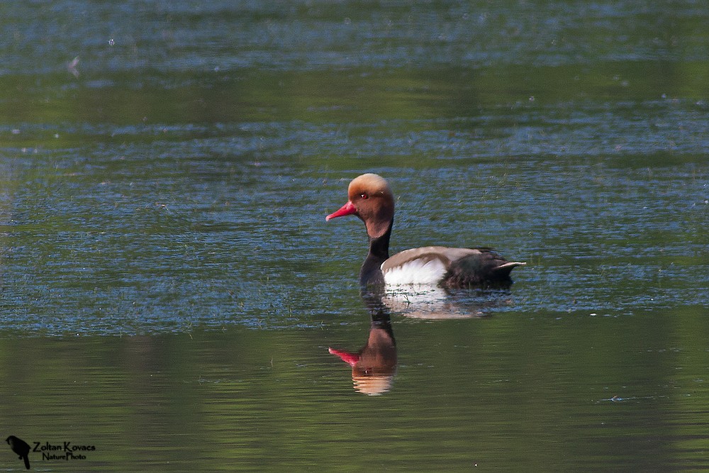 Red-crested Pochard - ML536791481