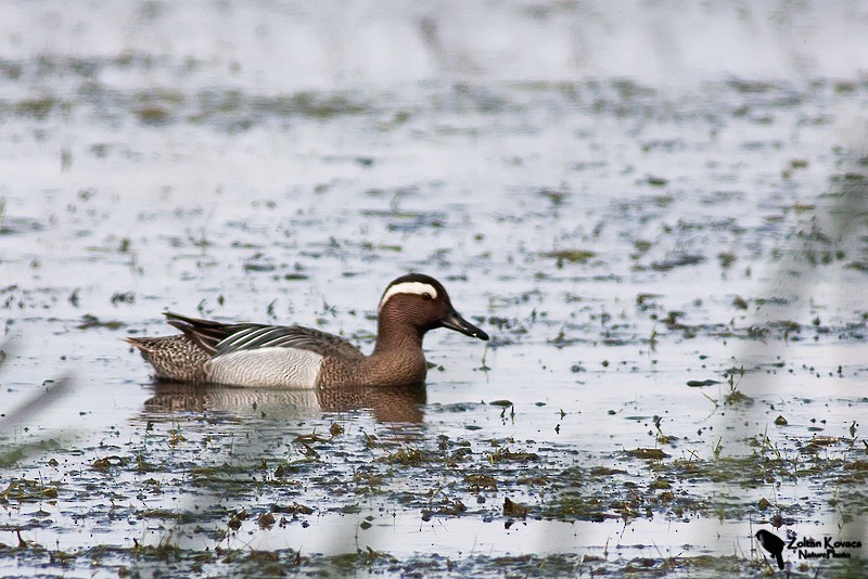 Garganey - ML536791601