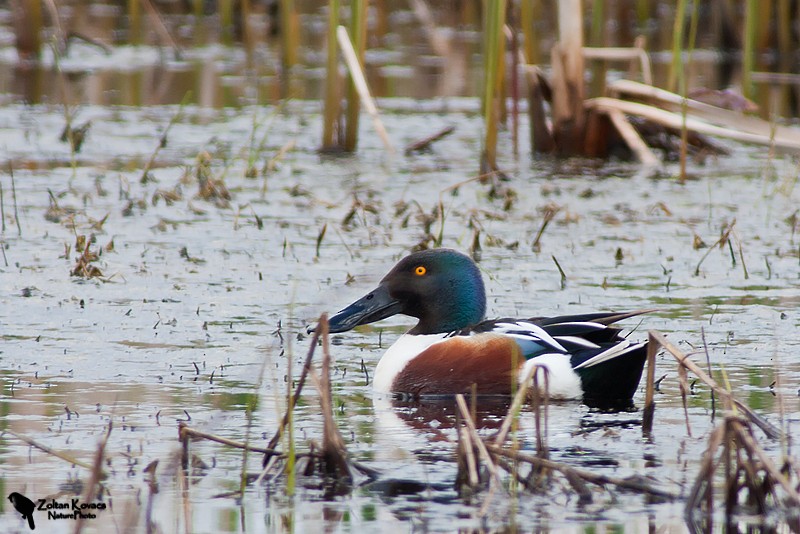 Northern Shoveler - ML536791631