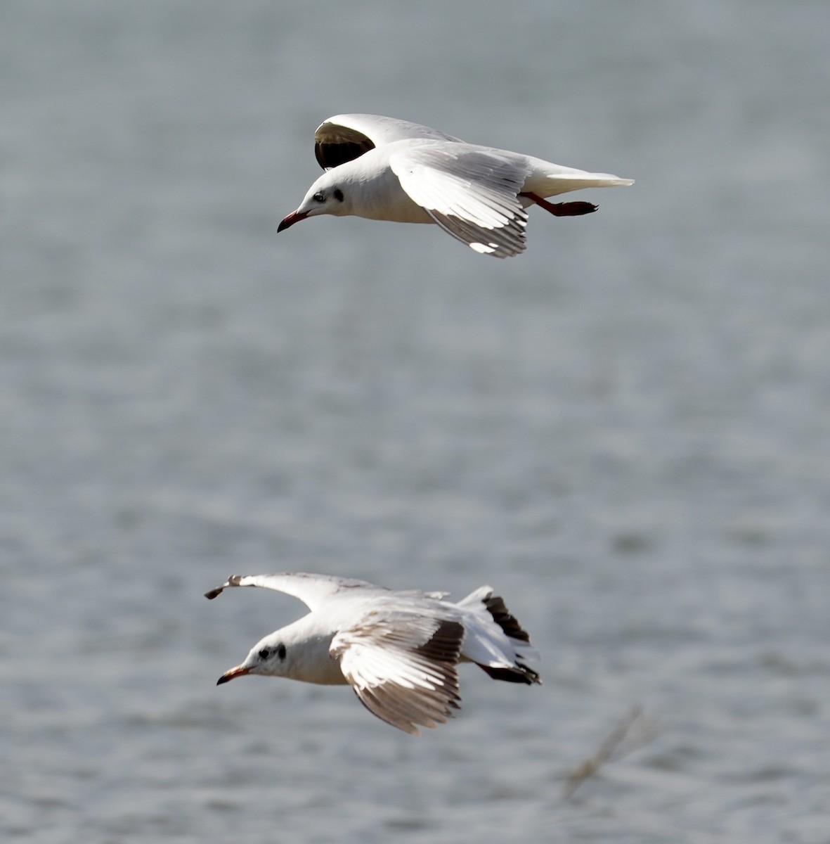 Brown-headed Gull - ML536793331