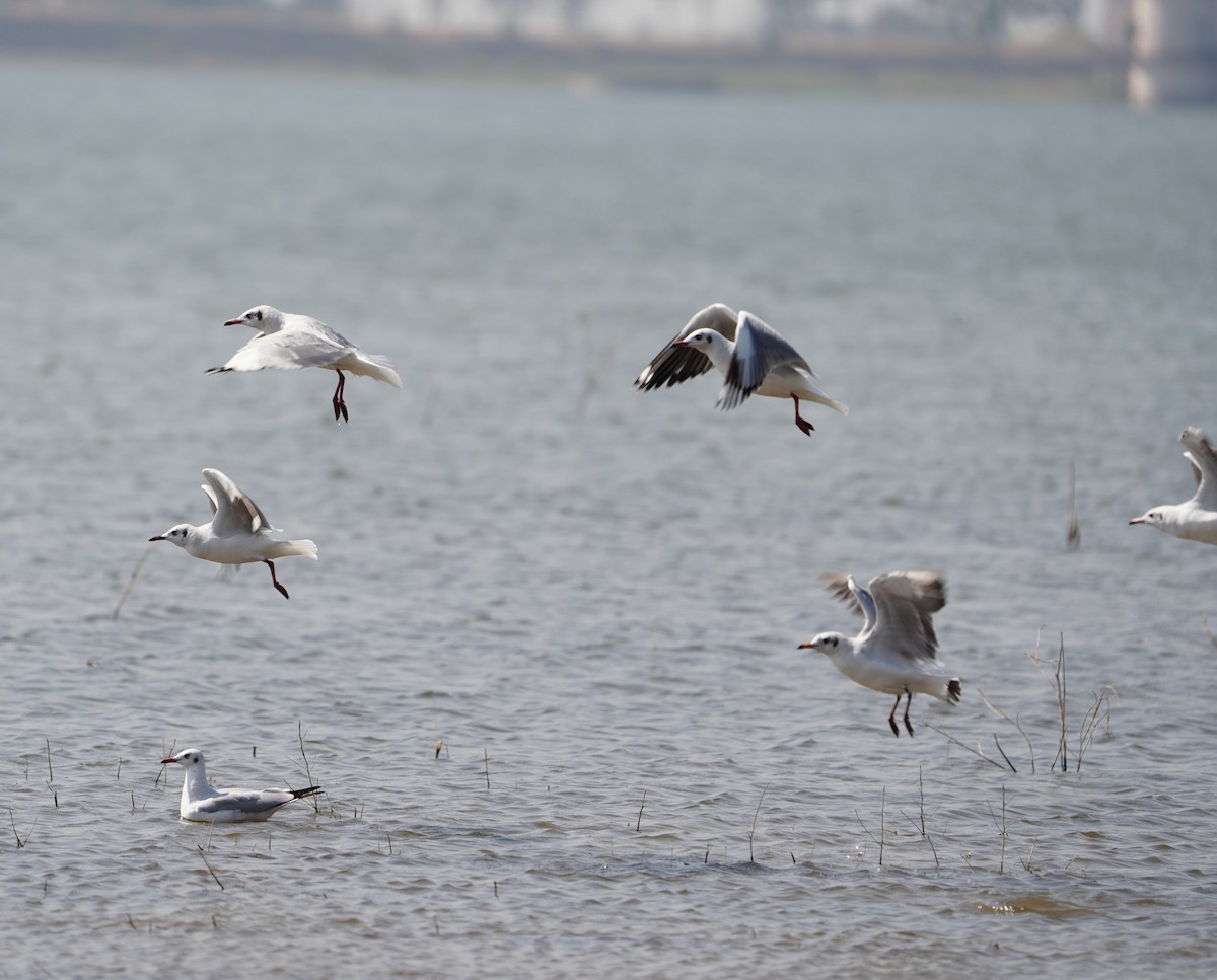 Brown-headed Gull - ML536793361