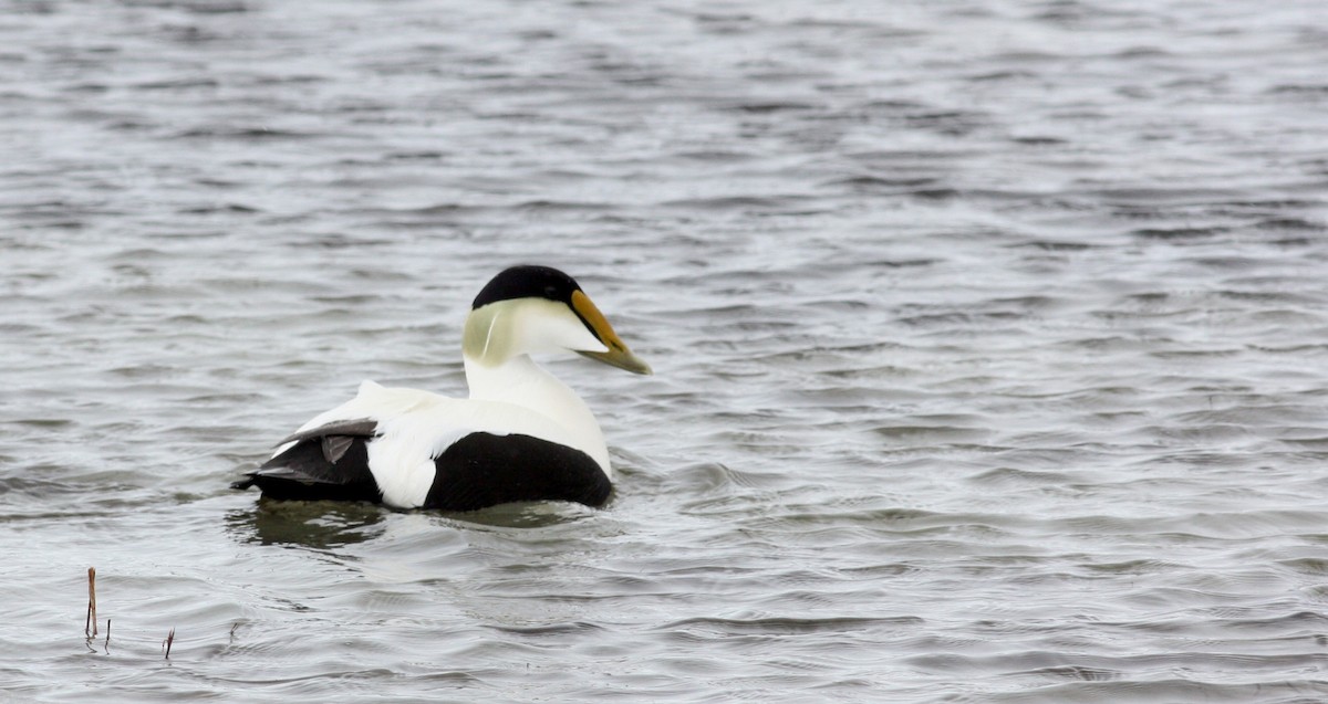 Common Eider (Hudson Bay) - Jay McGowan