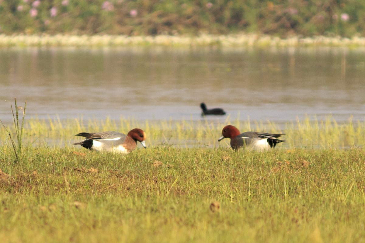 Eurasian Wigeon - ML536794171