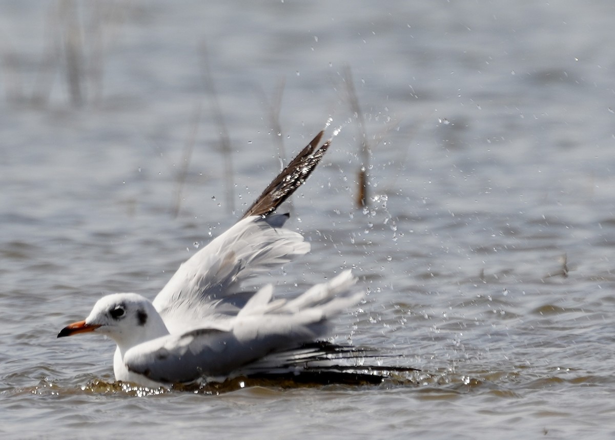 Brown-headed Gull - ML536794721