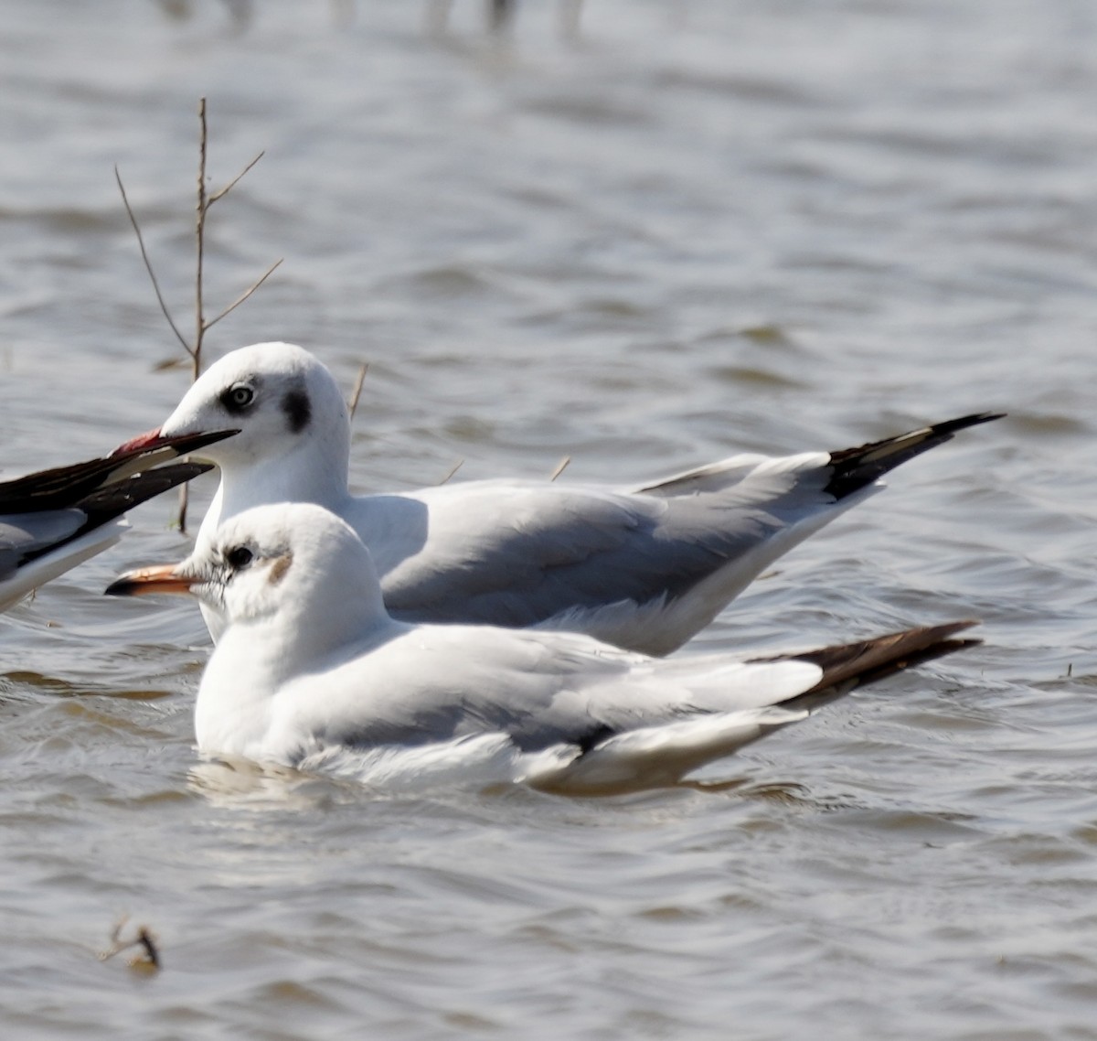 Brown-headed Gull - ML536794731