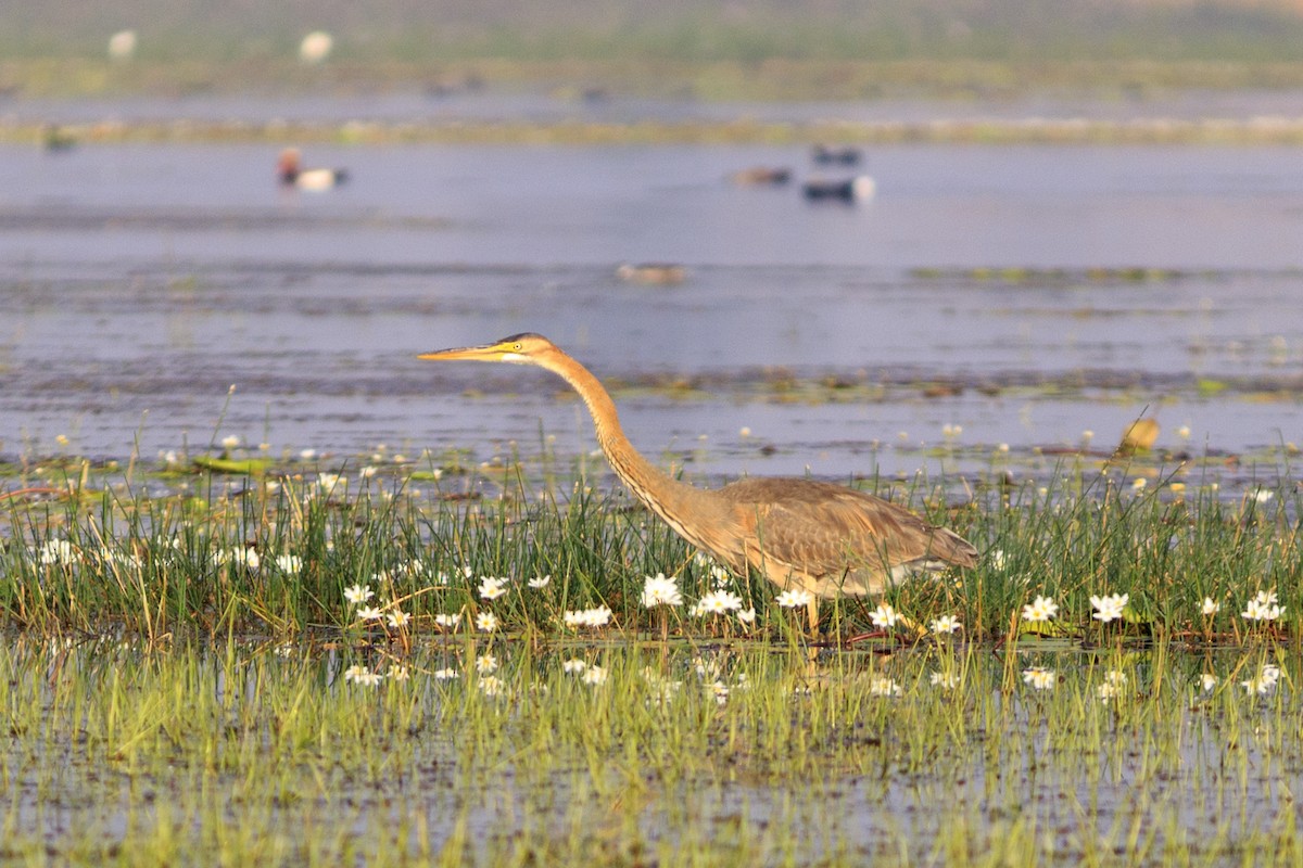 Purple Heron - ML536794821
