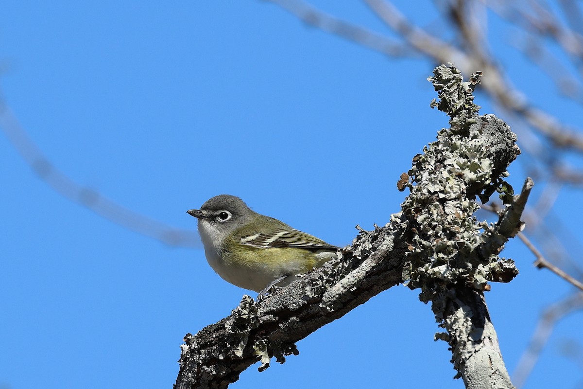 Mavi Başlı Vireo - ML536795441