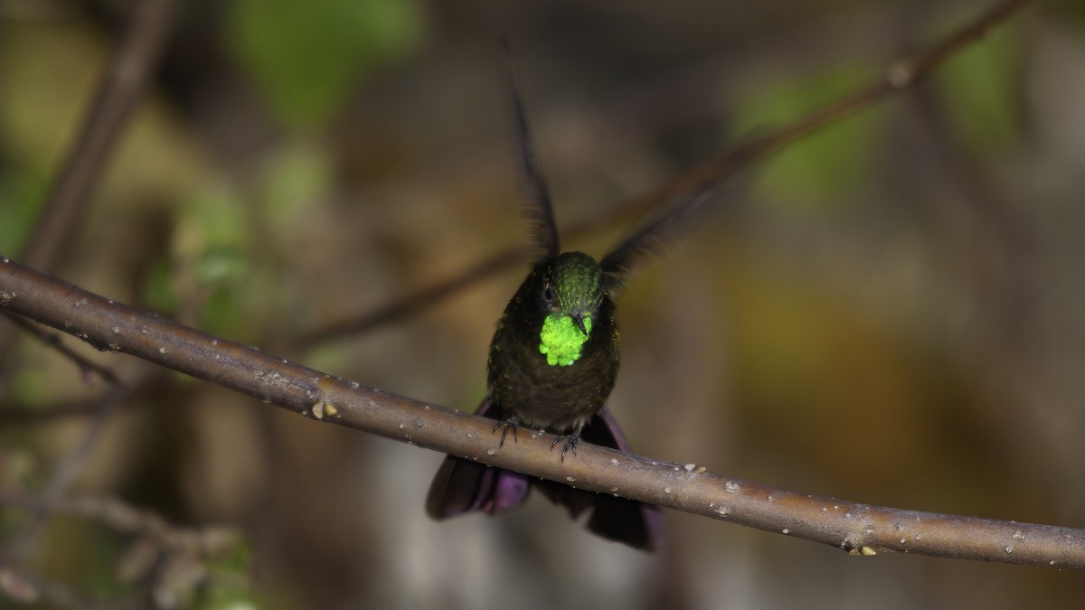 kolibřík dřišťálový (ssp. oreopola) - ML536796211