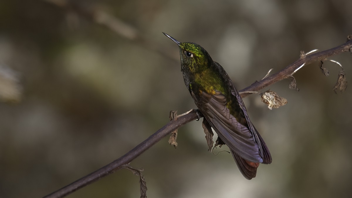 kolibřík dřišťálový (ssp. oreopola) - ML536796981