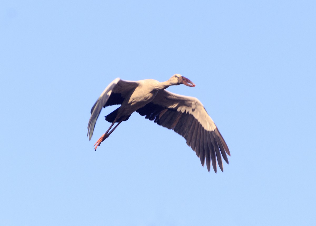 Asian Openbill - ML536800511