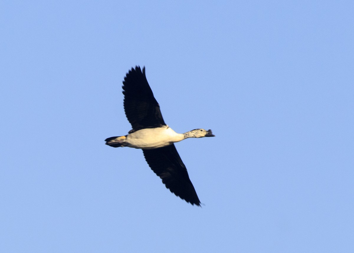 Knob-billed Duck - ML536800721