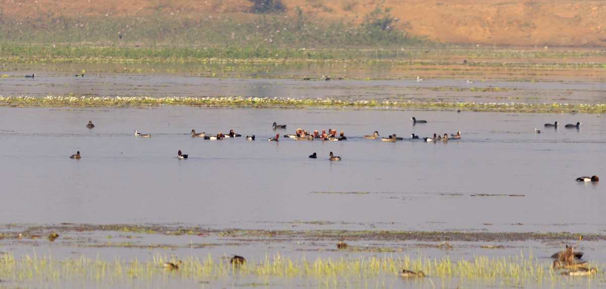 Red-crested Pochard - ML536801241