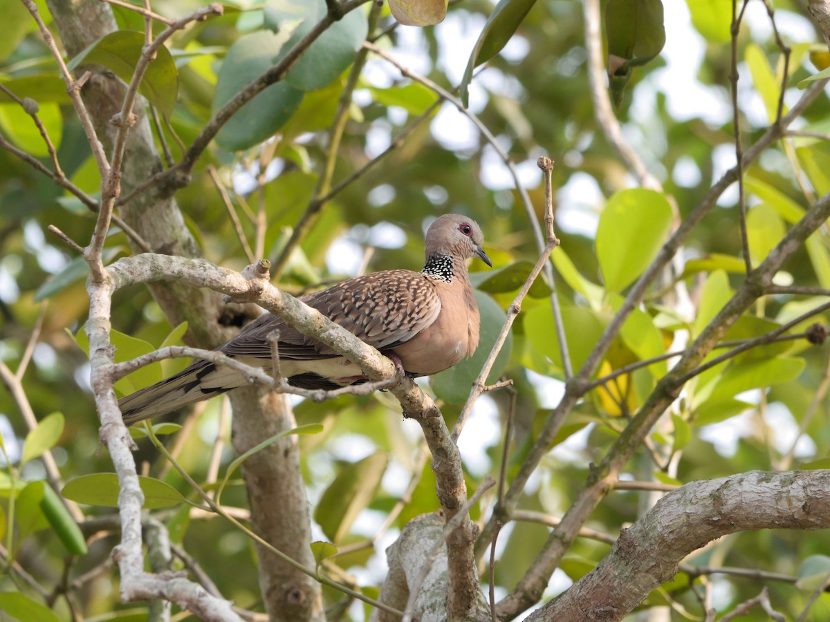 Tourterelle tigrine (suratensis/ceylonensis) - ML536801341