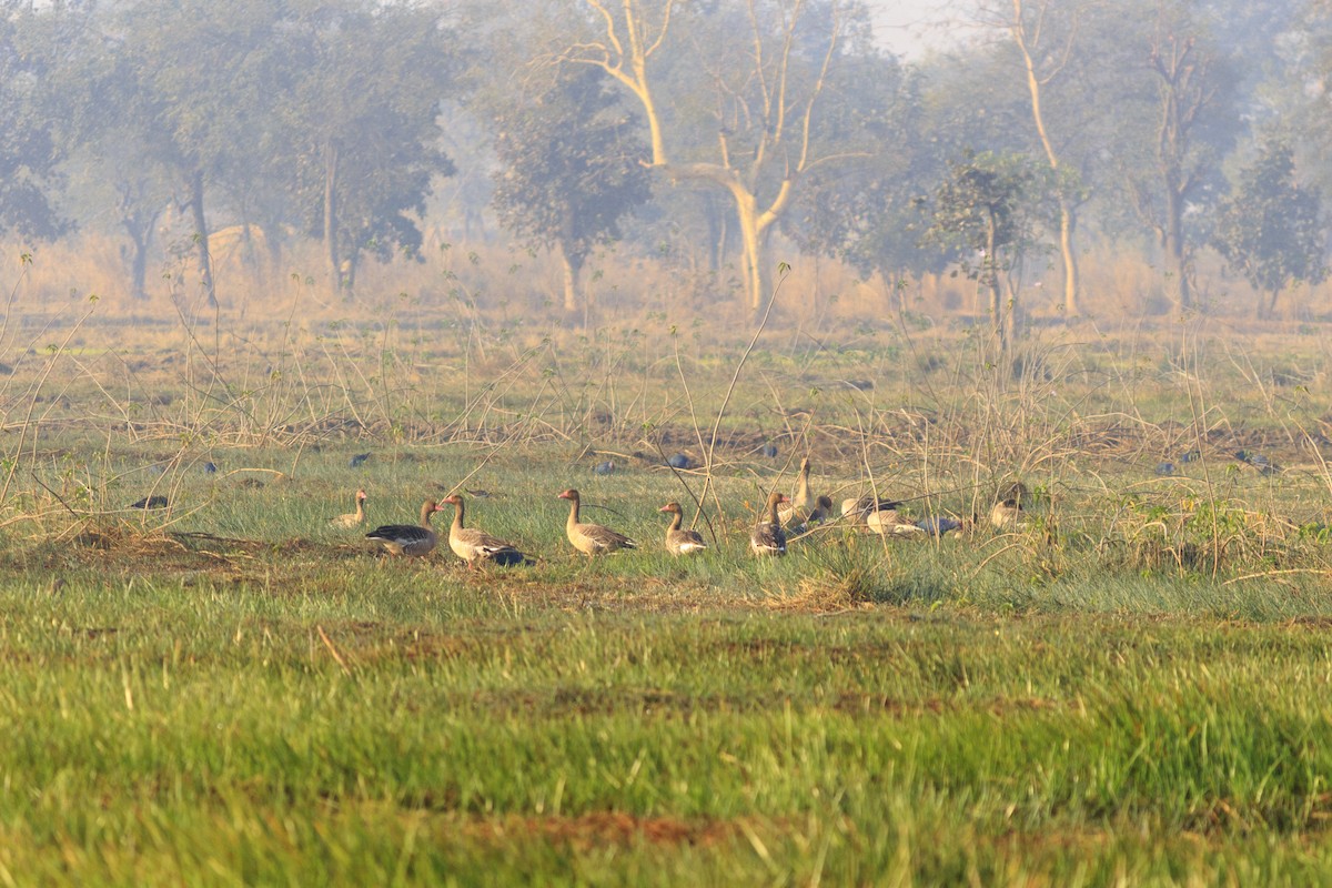 Graylag Goose - Kanhaiya Udapure