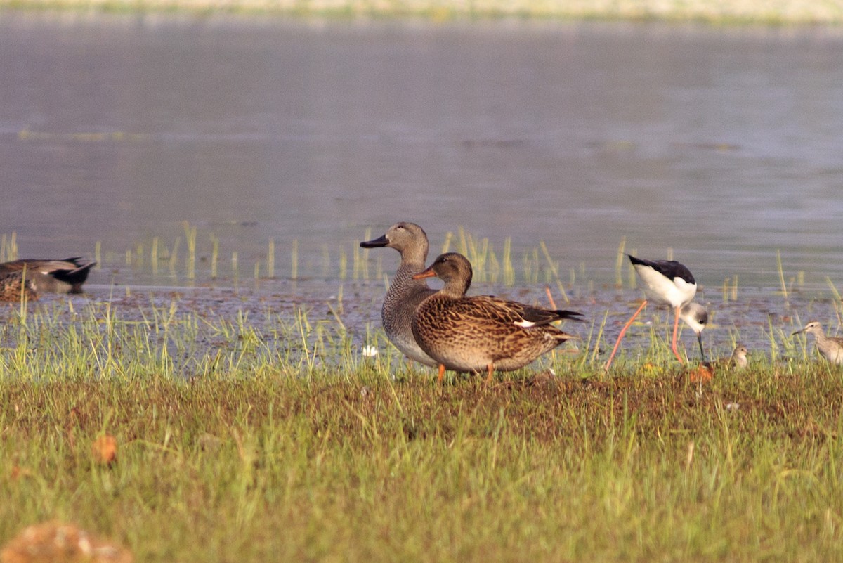 Gadwall - ML536802161