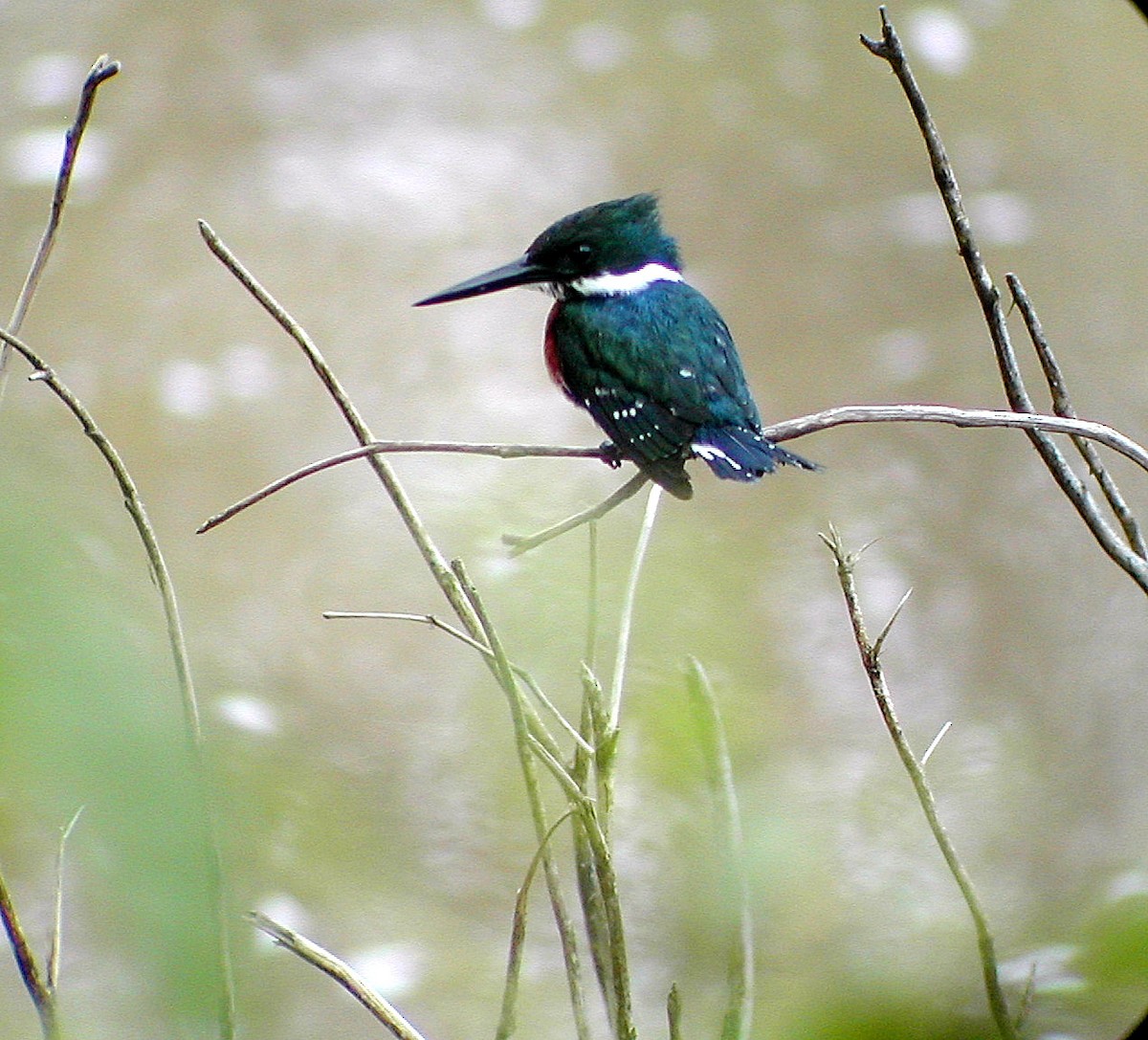 Green Kingfisher - ML536802221