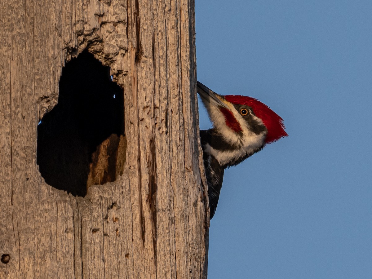 Pileated Woodpecker - ML536802691