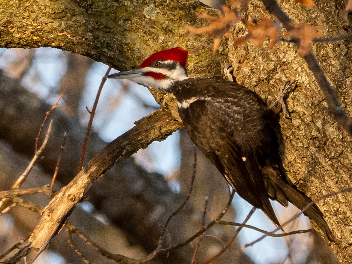 Pileated Woodpecker - ML536802701