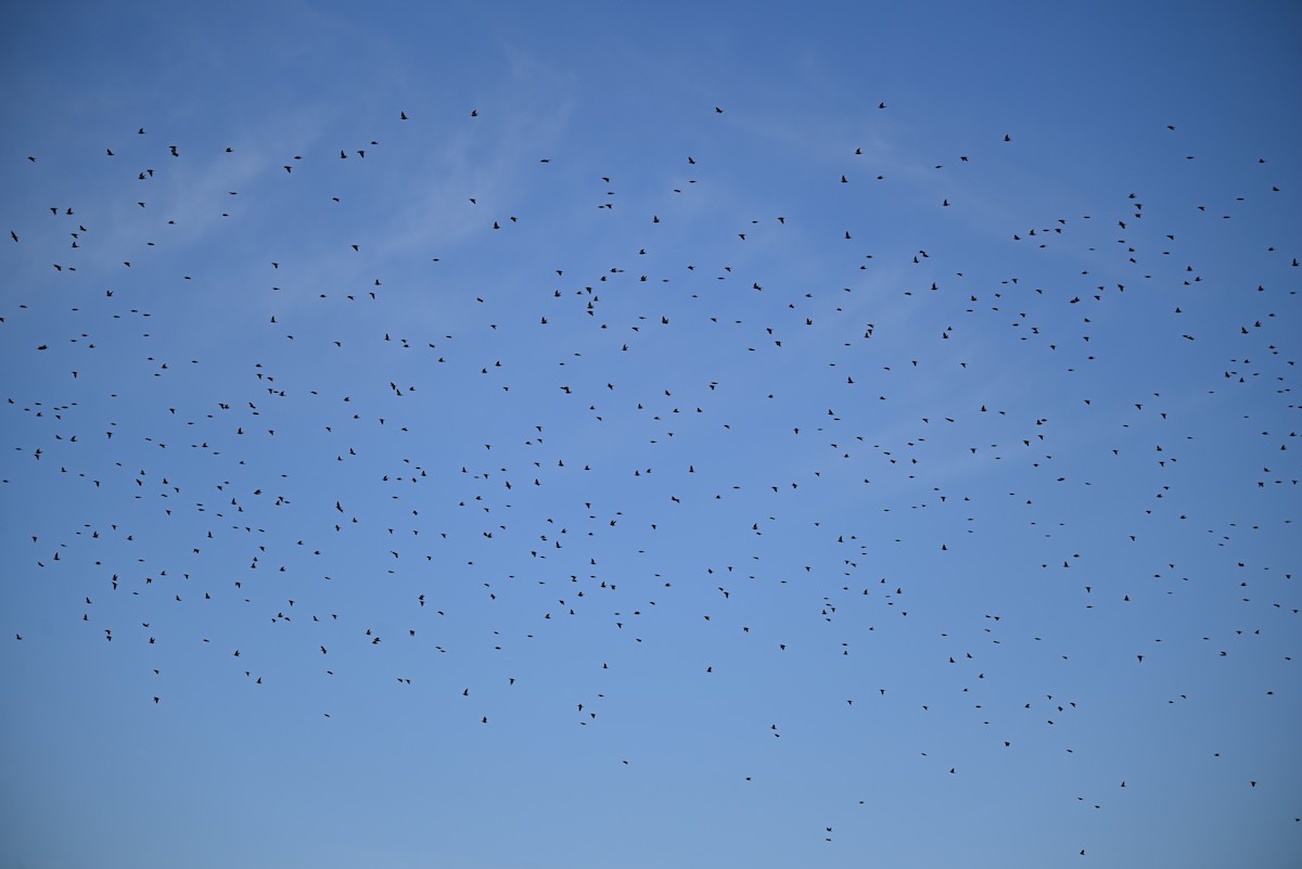 European Starling - ML536804481