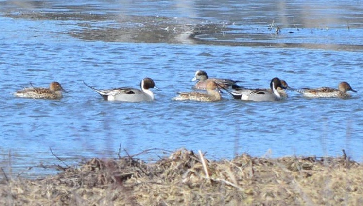 Northern Pintail - ML536805111