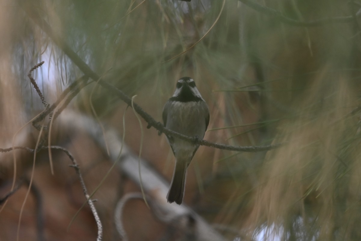 Mountain Chickadee - ML536805241