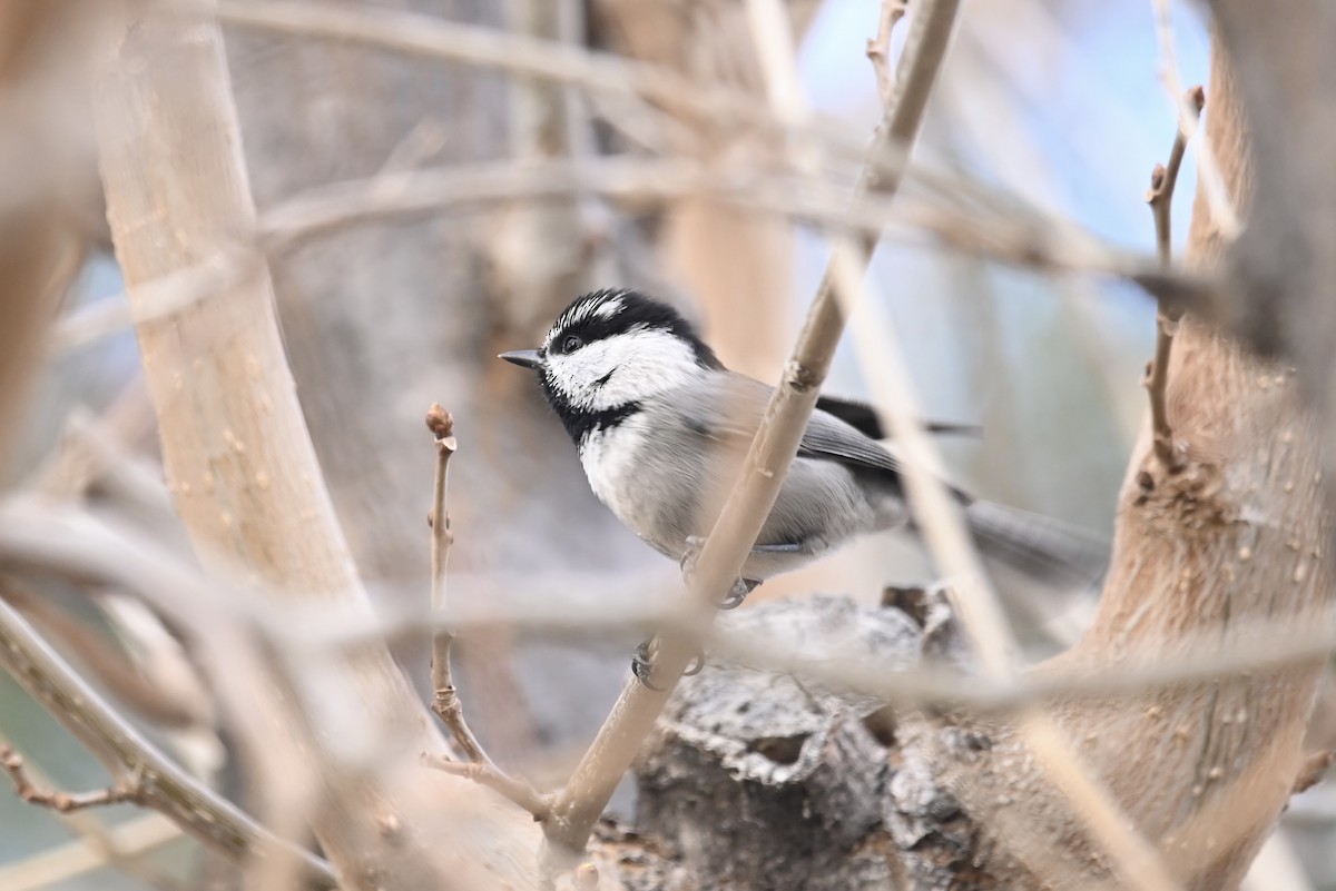 Mountain Chickadee - ML536805251