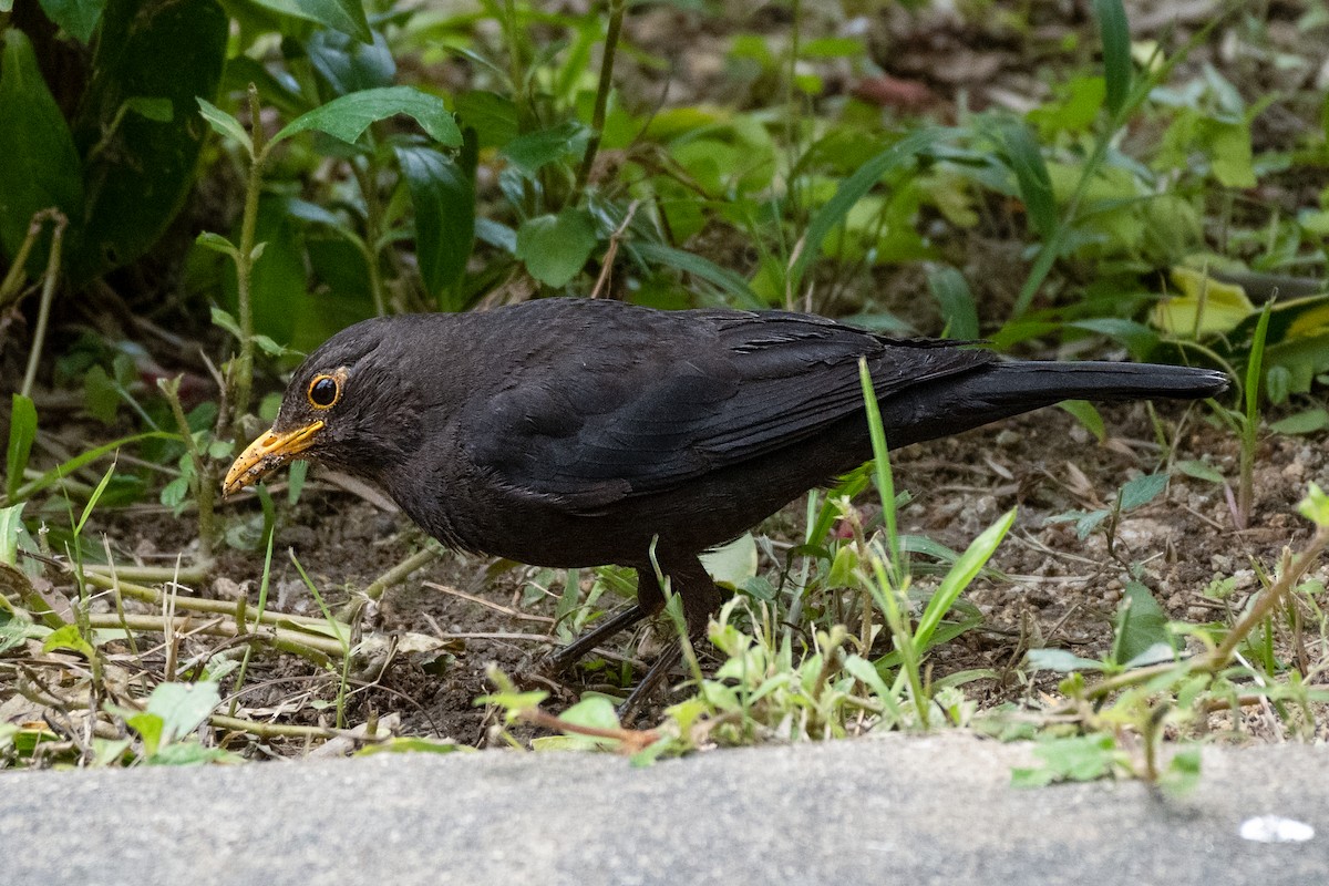 Chinese Blackbird - Kelvin NG